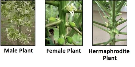 hermaphrodite plants examples